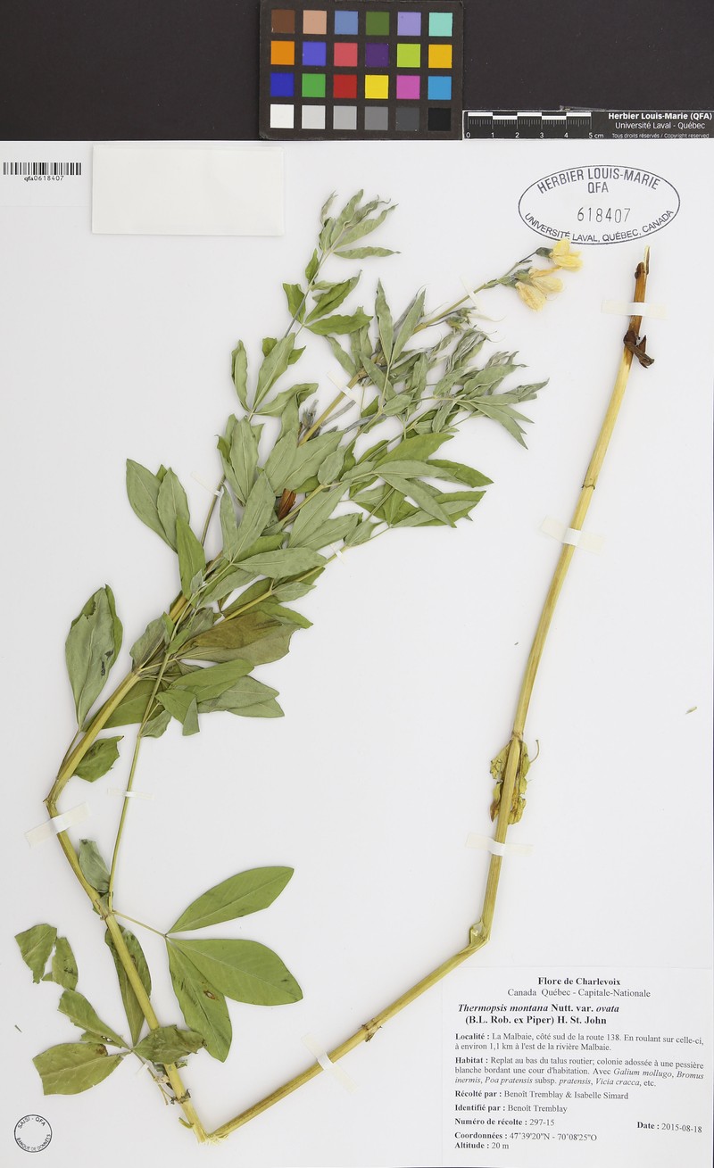Thermopsis montana var. ovata photo 4