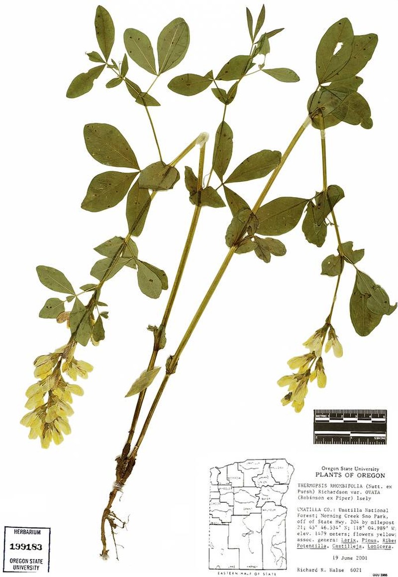 Thermopsis montana var. ovata photo 5