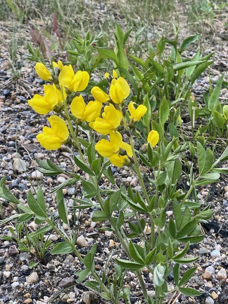 Prairie Thermopsis photo 2