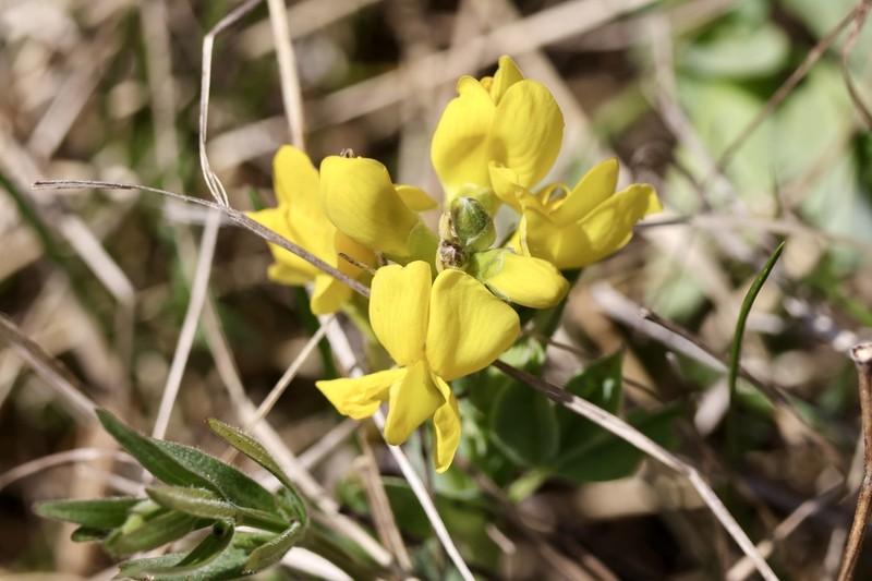 Prairie Thermopsis photo 3