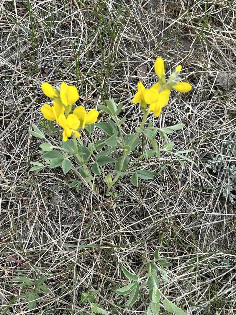Prairie Thermopsis photo 4