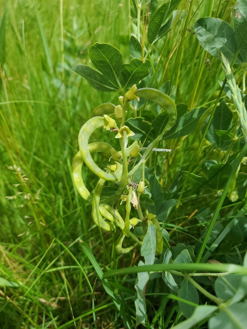 Prairie Thermopsis photo 5