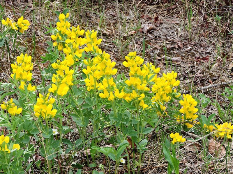 Prairie Thermopsis photo 6