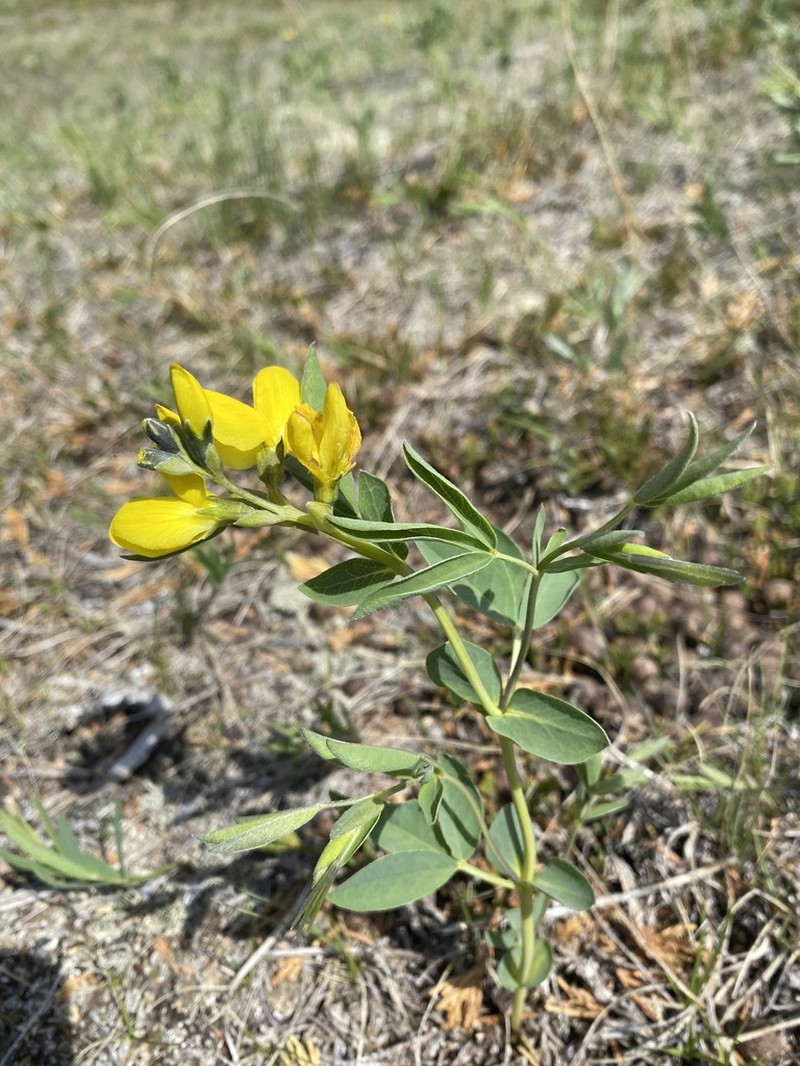 Prairie Thermopsis photo 7