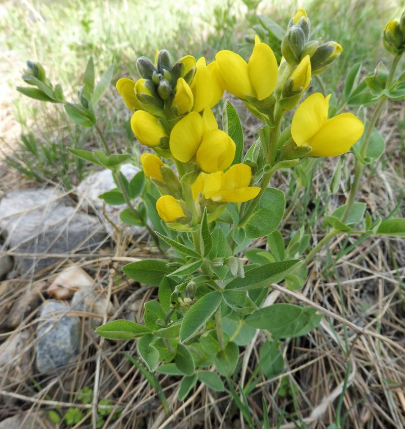Prairie Thermopsis