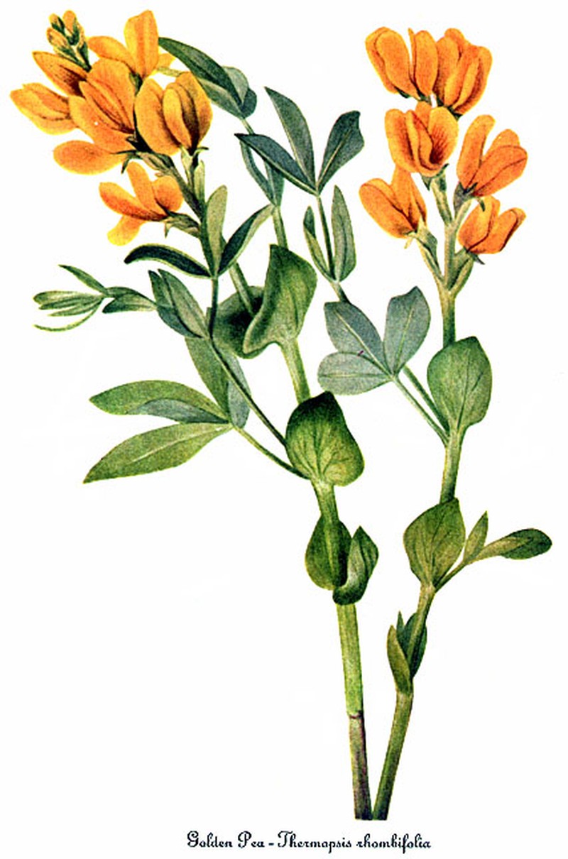 Prairie Thermopsis photo 2