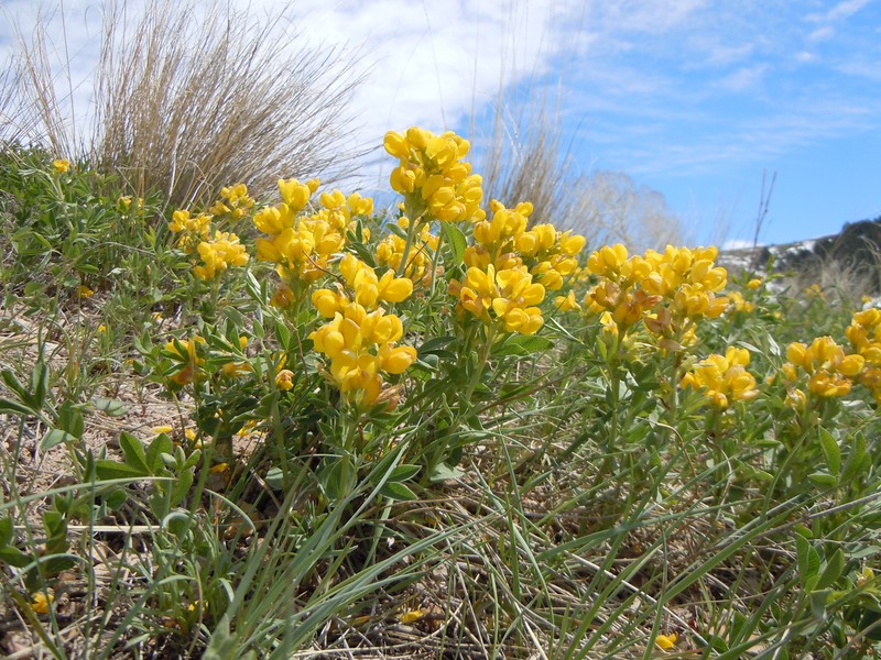 Prairie Thermopsis photo 3