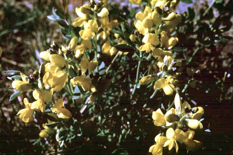 Prairie Thermopsis photo 4