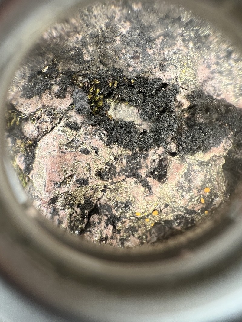 Thermutis Lichen