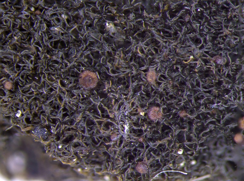 Thermutis Lichen photo 2
