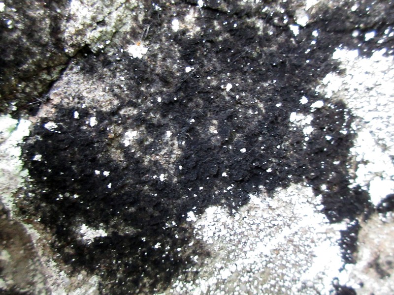 Thermutis Lichen photo 3