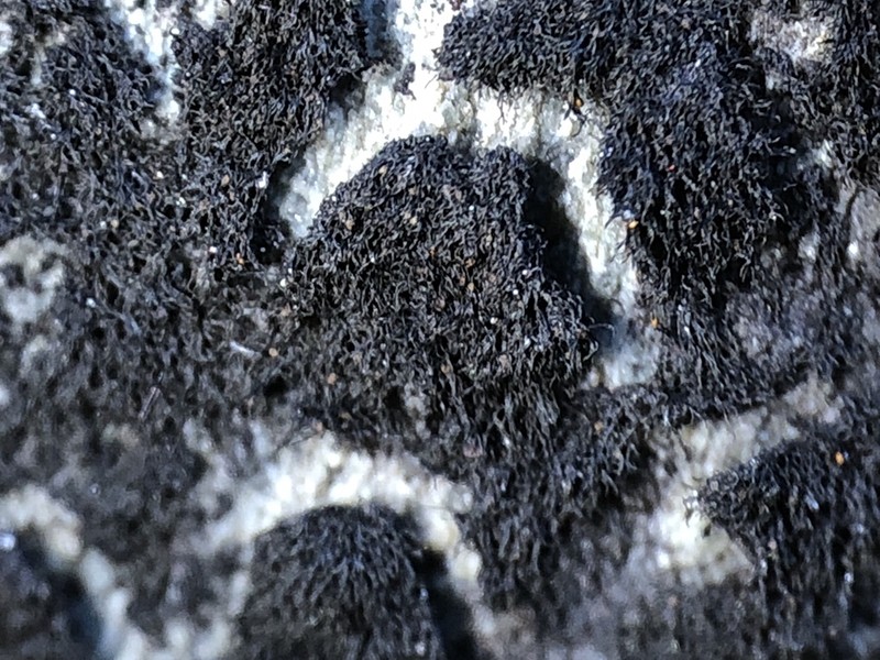 Thermutis Lichen photo 4