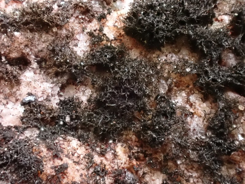 Thermutis Lichen photo 5
