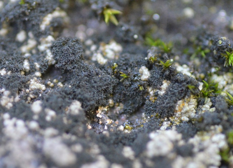 Thermutis Lichen photo 6