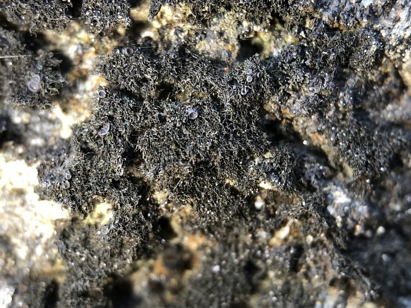 Thermutis Lichen photo 7