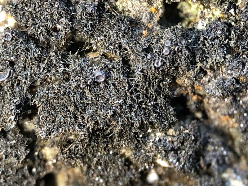 Thermutis Lichen photo 8
