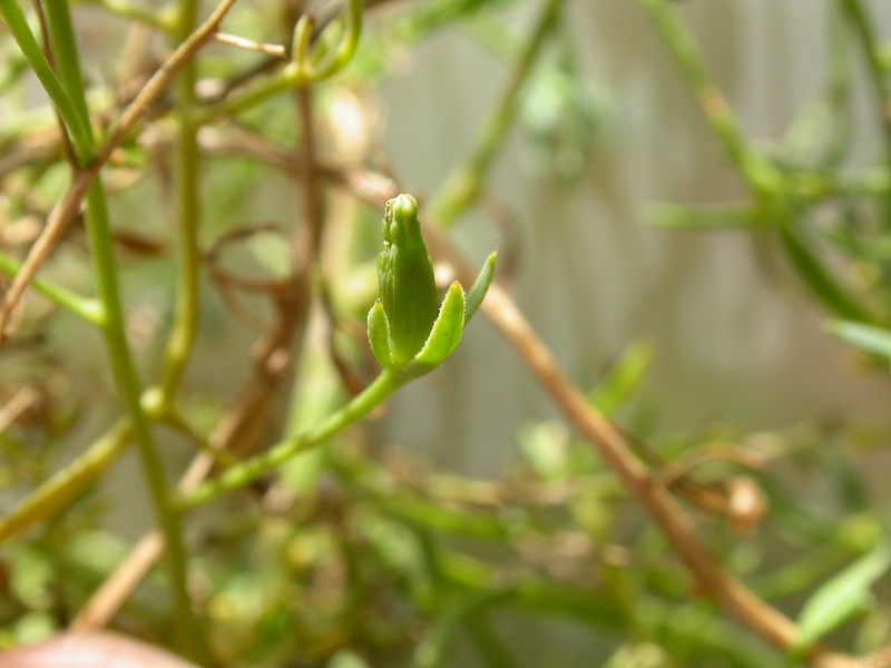 Thesium photo 5