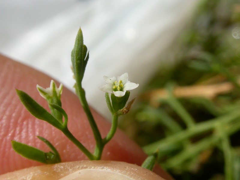 Thesium photo 6