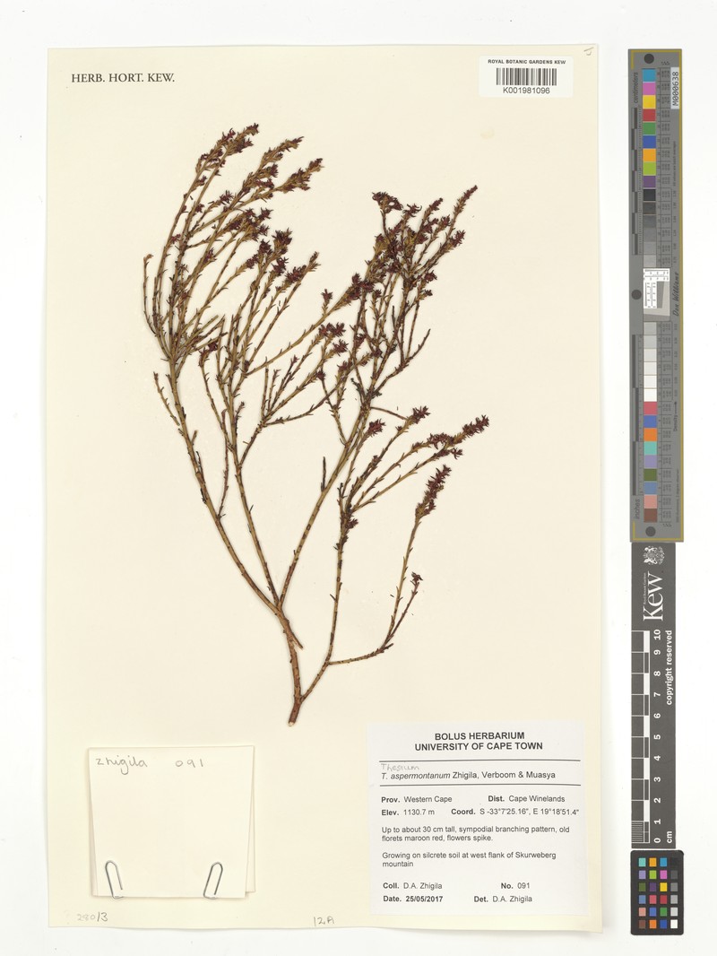 Thesium aspermontanum