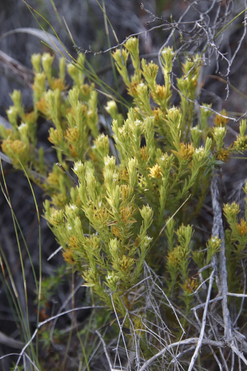 Thesium carinatum var. pallidum