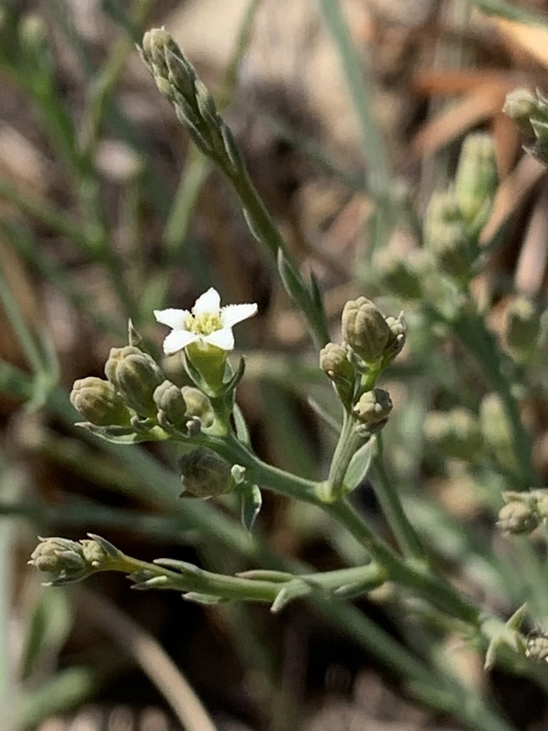 Thesium costatum var. costatum