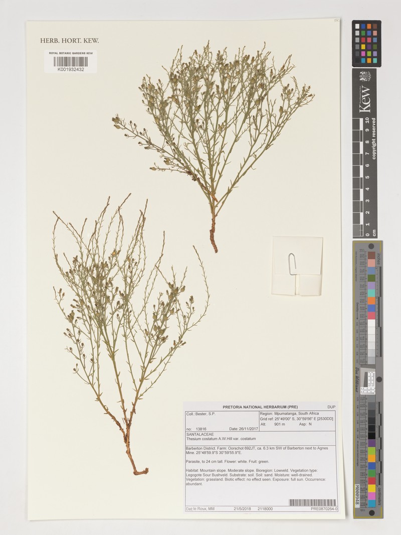 Thesium costatum var. costatum photo 2