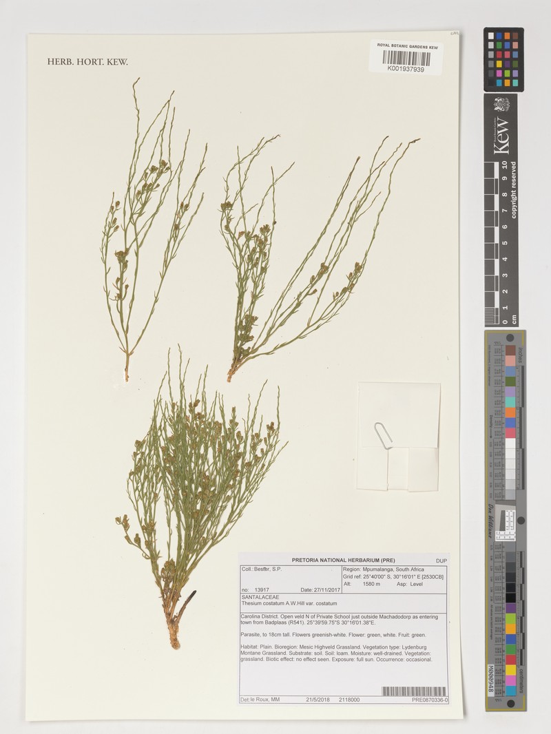 Thesium costatum var. costatum photo 3