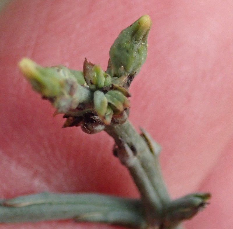 Thesium dmmagiae