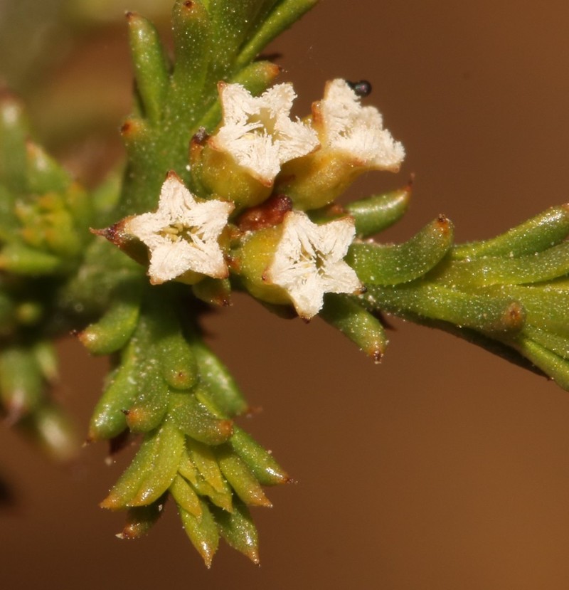 Thesium dmmagiae photo 2