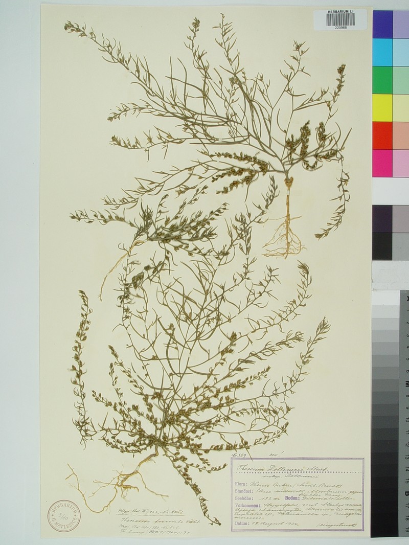 Thesium dollineri subsp. dollineri