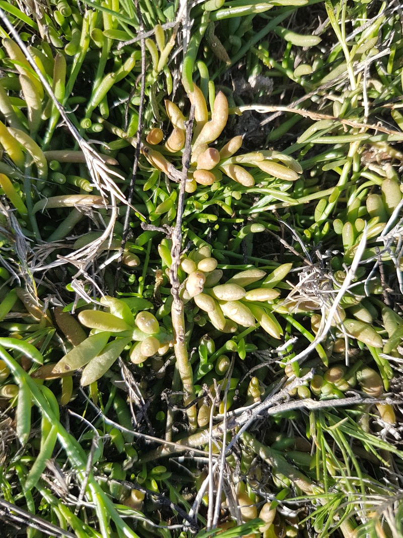 Thesium frisea var. frisea