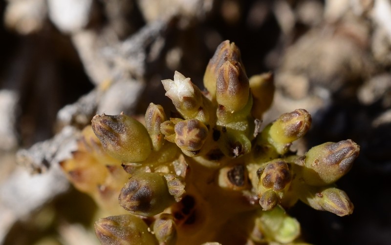 Thesium frisea var. frisea photo 2