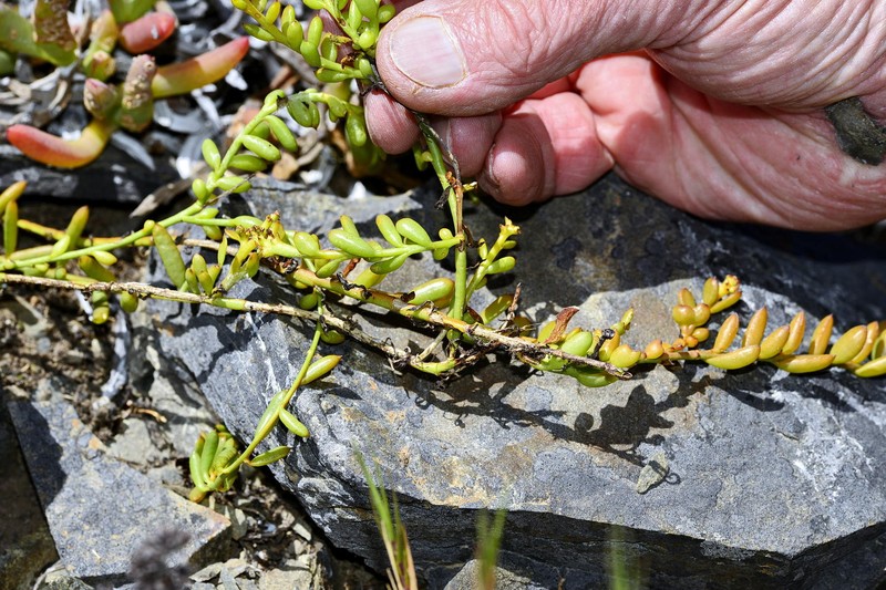 Thesium frisea var. frisea photo 3