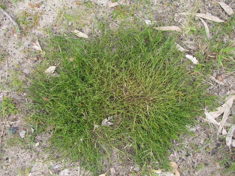 Thesium frisea var. frisea photo 4