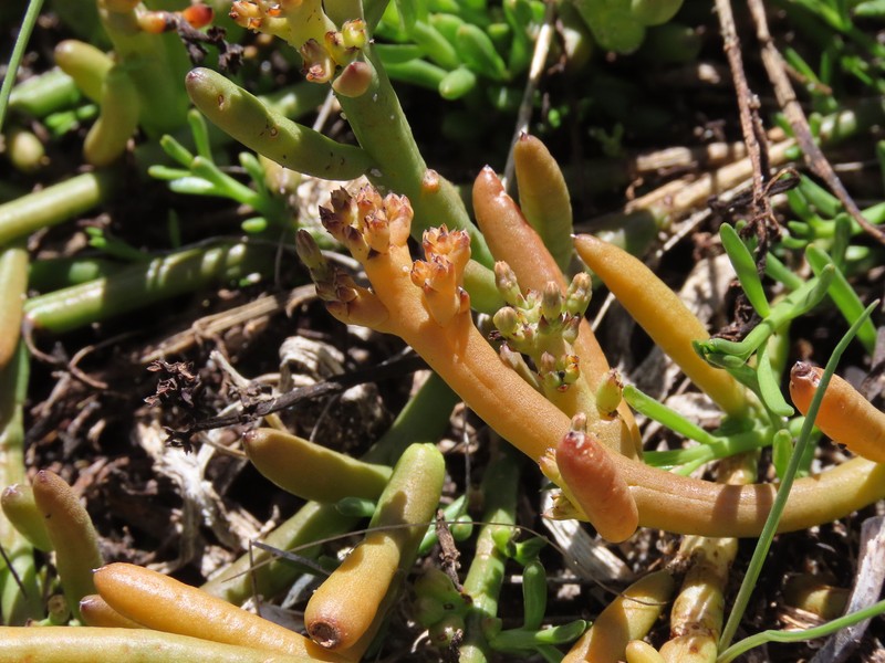 Thesium frisea var. thunbergii
