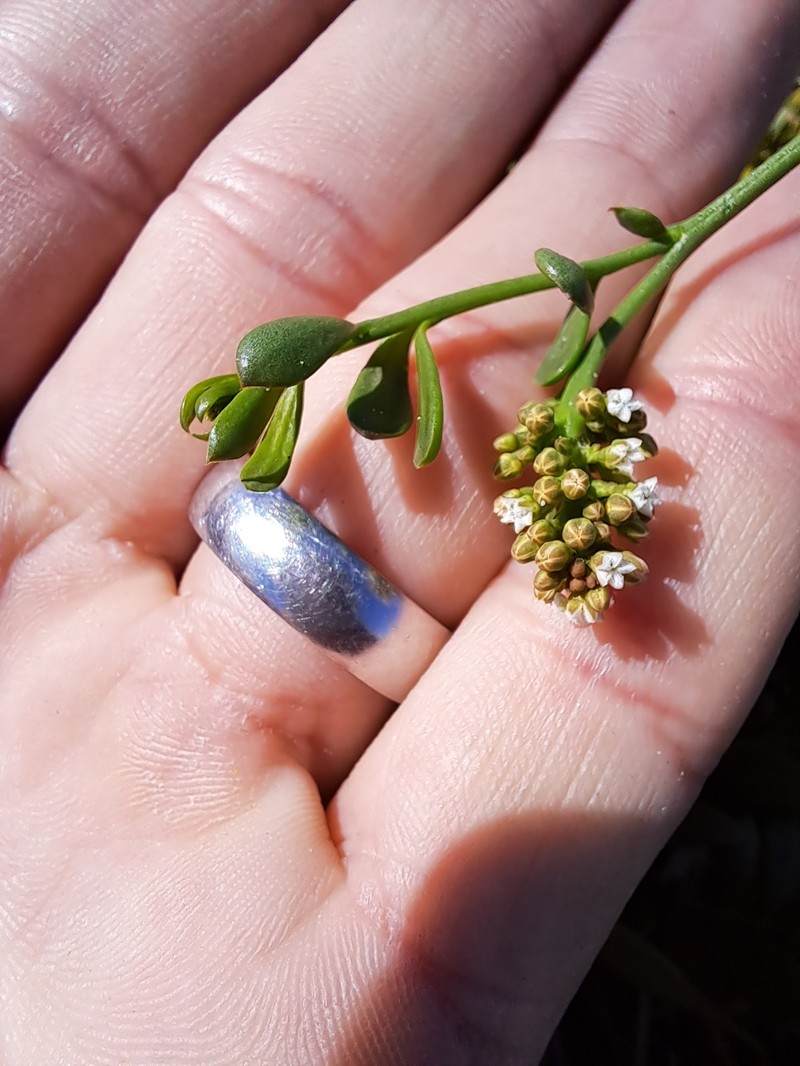 Thesium frisea var. thunbergii photo 2