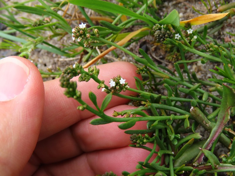 Thesium frisea var. thunbergii photo 3