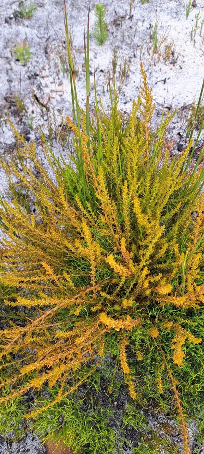 Thesium longicaule