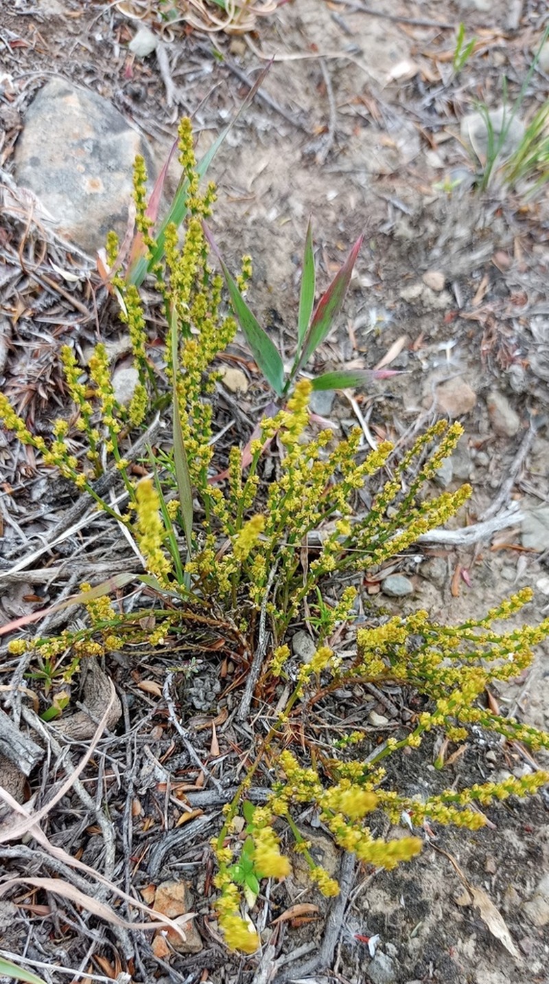 Thesium longicaule photo 2