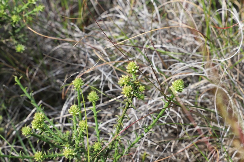 Thesium muasyae