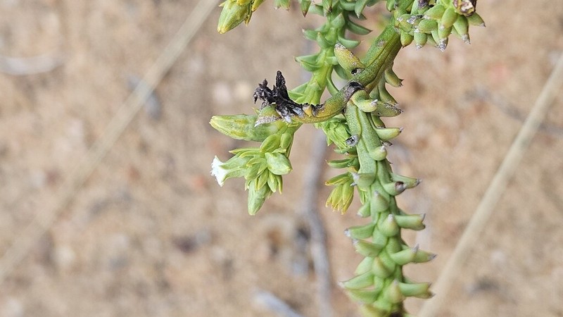 Thesium muasyae photo 4