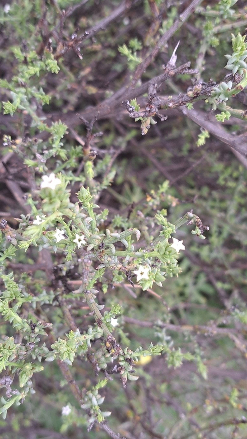Thesium muasyae photo 5