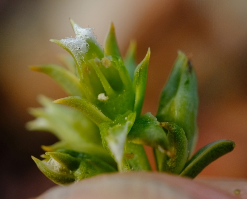 Thesium muasyae photo 6