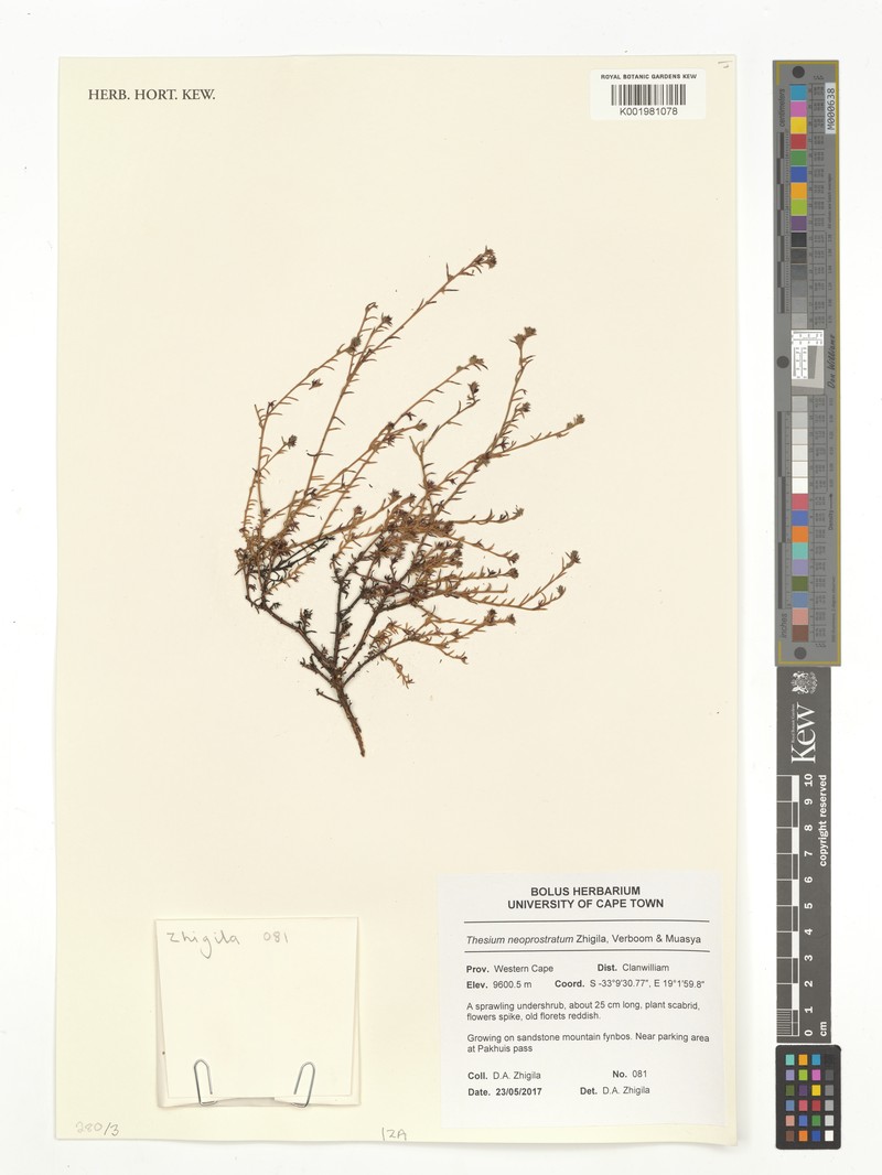Thesium neoprostratum