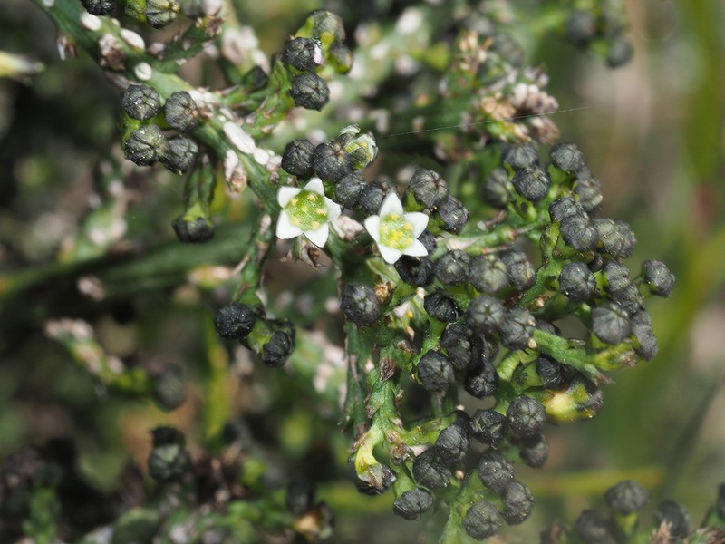 Thesium nigroperianthum