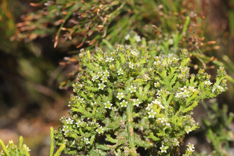 Thesium nigroperianthum photo 2