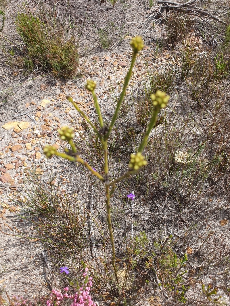 Thesium nigroperianthum photo 3