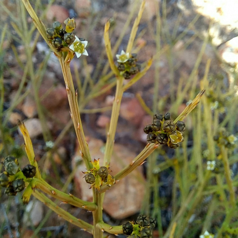 Thesium nigroperianthum photo 4