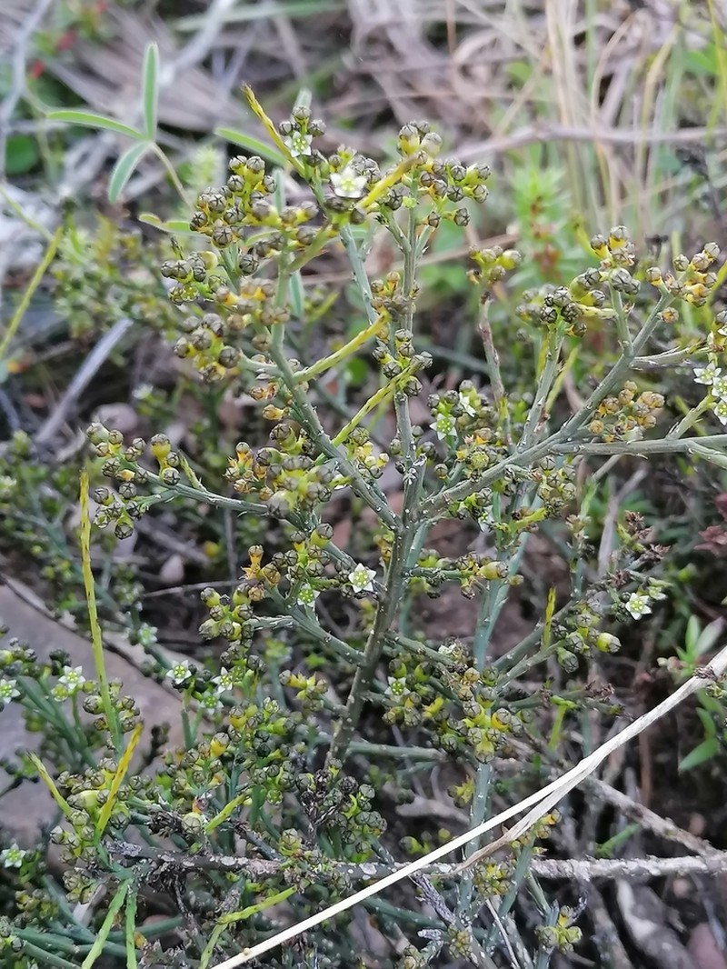 Thesium nigroperianthum photo 6