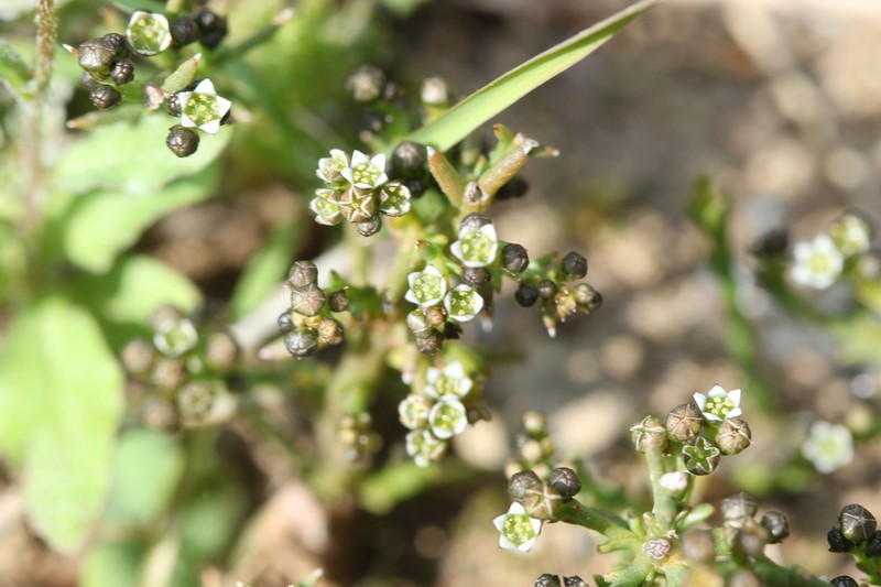 Thesium nigroperianthum photo 7